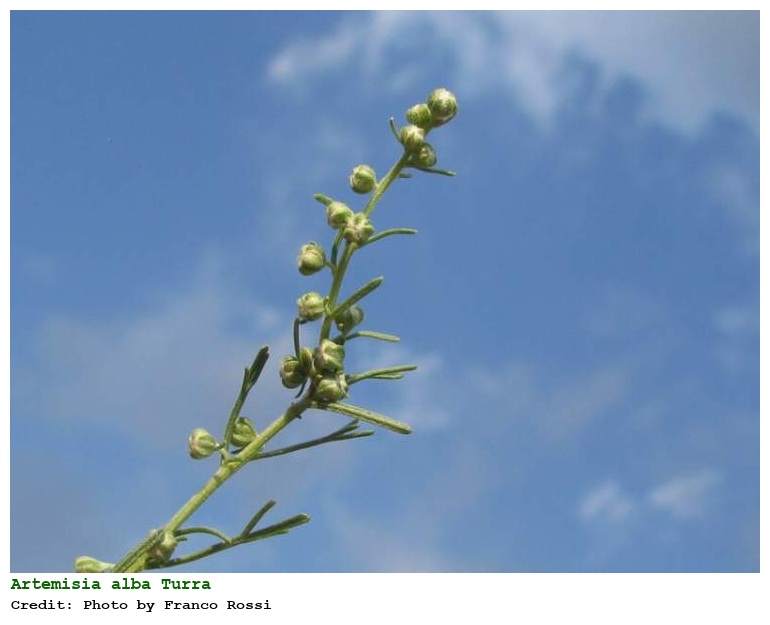 Artemisia alba Turra